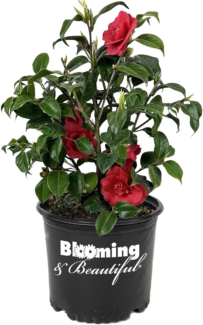 Blooming & Beautiful - Rosehill Red Camellia - 3 gal - Semi-Double Blooms - Evergreen Shrub - Camellia Japonica 'Rosehill Red' - 3 Gallon Pot