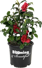 Blooming & Beautiful - Rosehill Red Camellia - 3 gal - Semi-Double Blooms - Evergreen Shrub - Camellia Japonica 'Rosehill Red' - 3 Gallon Pot