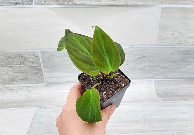 Philodendron Micans Live Rare House Plants - Fully Rooted Indoor Plants in 3" Pot by 3exoticgreen | Premium Philodendron Plant Live Houseplants for Home and Office Decor