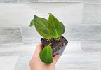 Philodendron Micans Live Rare House Plants - Fully Rooted Indoor Plants in 3" Pot by 3exoticgreen | Premium Philodendron Plant Live Houseplants for Home and Office Decor