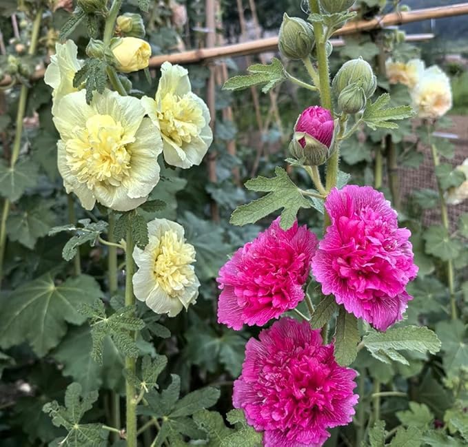 50pcs Summer Carnival Mix Hollyhock Seeds Heirloom Non-GMO Dwarf Biennial Pollinators