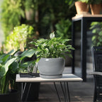 SQOWL Ceramic Pot for Plants - 8 Inch Plant Pot Indoor with Drainage Hole and Saucer, Round Planter Outdoor, Decorative Modern Planter for Flower, Bedroom Decor, Plant Lovers Gifts, Gray