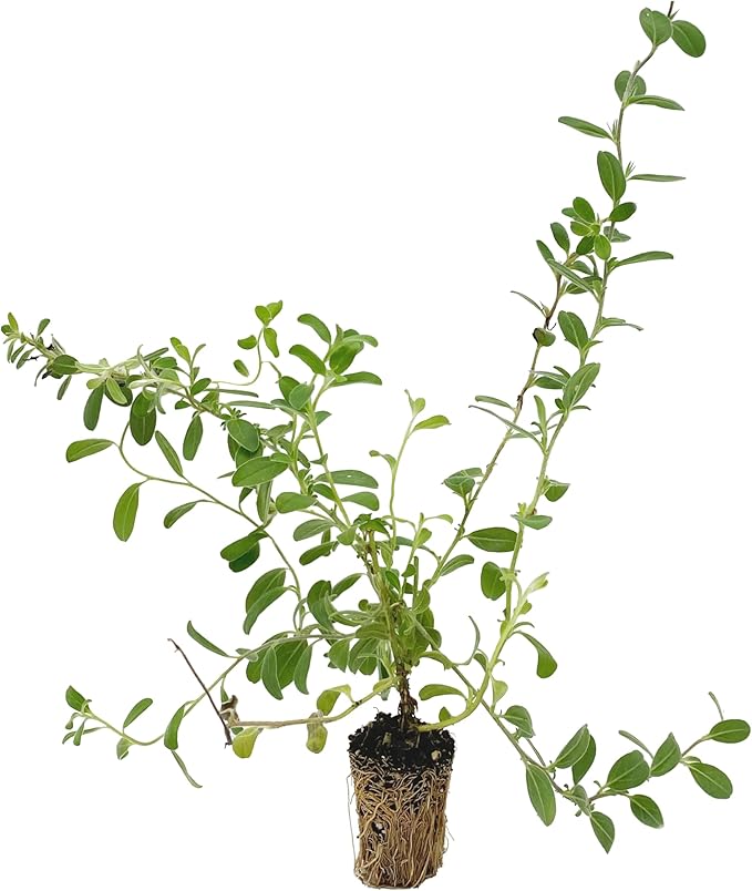 ragnaroc Blue Daze +10" (Evolvulus glomeratus) 8ct - Live Plant for Indoor Outdoor Use, Garden & Landscaping - Live Arrival Guaranteed