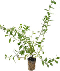 ragnaroc Blue Daze +10" (Evolvulus glomeratus) 1ct - Live Plant for Indoor Outdoor Use, Garden & Landscaping - Live Arrival Guaranteed