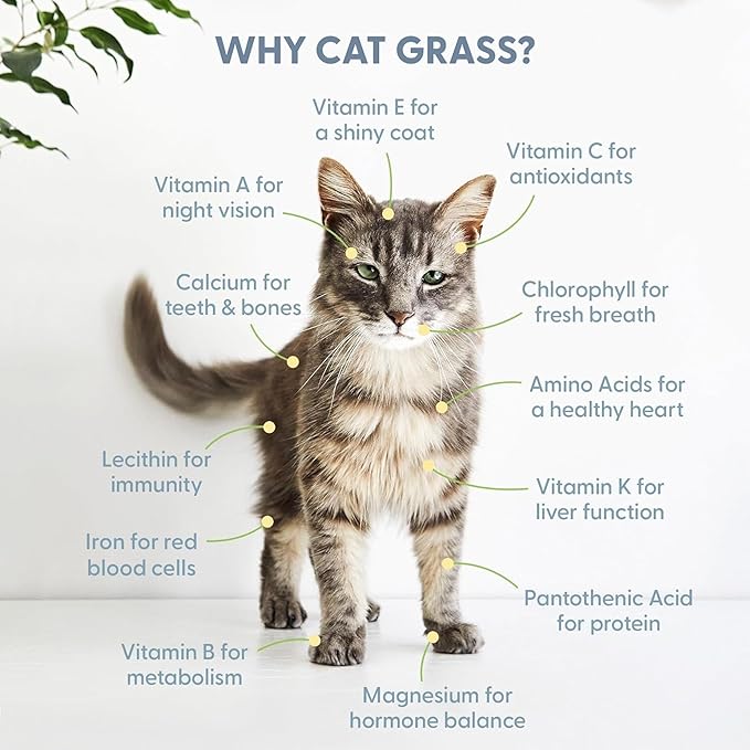 The Cat Ladies Cat Grass Kit with Rustic Wood Planter, Seed and Soil. Easy to Grow for Indoor or Outdoor Cats, Dogs and Other Pets. Prevent Hairballs and Aid Digestion