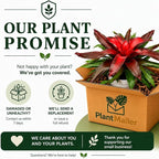 Bromeliad Medusa Red Live Plant, Bromeliads Live Plant, Colorful Indoor Plants, Perfect Mothers Day Plants Gift, Bromeliad Plants Live Houseplants