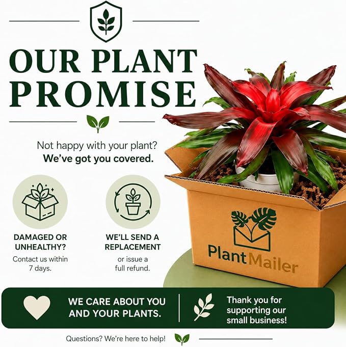 Bromeliad Medusa Red Live Plant, Bromeliads Live Plant, Colorful Indoor Plants, Perfect Mothers Day Plants Gift, Bromeliad Plants Live Houseplants