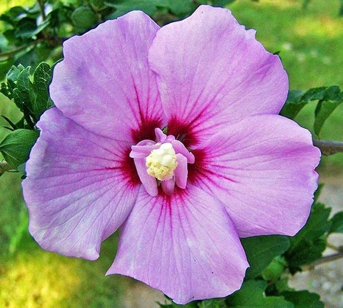 Hibiscus Mix 100+ Seeds Flowers Planting for Outdoor Indoor