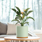 WSMKSZ 8 Inch Medium Flower Pots for Indoor Outdoor Plants, Cylinder Deep Plant Pots with Drainage Holes & Saucer, Decorative Plastic Planter Pots for Garden House Plants, Green with Brown