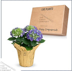 Live Flowering Hydrangea - Shades of Blue, 3+ Beautiful Blooms, 10" Tall by 5" Wide in 1 Quart Pot with Deco Cover