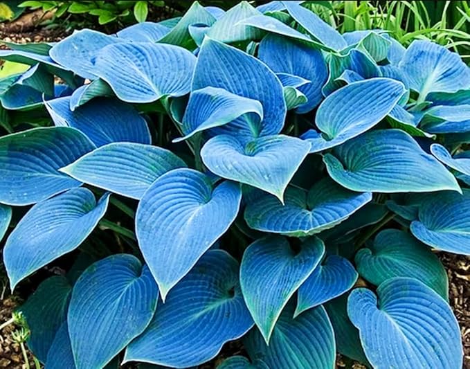 50pcs Mixed Hosta Seeds for Planting Outdoors Rare Perennial Flower Shade Hosta Plant Moderate Drought Tolera