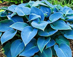 50pcs Mixed Hosta Seeds for Planting Outdoors Rare Perennial Flower Shade Hosta Plant Moderate Drought Tolera