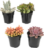 Altman Plants, Live Succulents Plants Live Houseplants (4PK), Succulent Plant Lover Gifts, Live Indoor Plants in Potting Soil, Live Plants Indoor Cactus Plants Live Succulent Plants Live House Plants