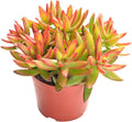 Live Succulents Sedum Adolphi 'Firestorm' (4-inch), Succulent Plants Fully Rooted in Pots with Soil, Easy-Care House Plant for DIY, Home Office Decor, Wedding Party Favor