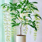 Climbing Jasmine Flower Seeds for Planting, 100 Jasminum Sambac Seeds, Perennial Flower Plants, Non-GMO Heirloom Climbing Jasmine Seed for Home Garden, Balcony, Vertical Garden Decor