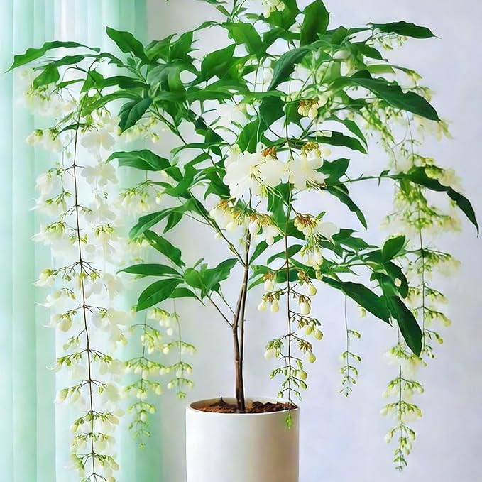 Climbing Jasmine Flower Seeds for Planting, 100 Jasminum Sambac Seeds, Perennial Flower Plants, Non-GMO Heirloom Climbing Jasmine Seed for Home Garden, Balcony, Vertical Garden Decor