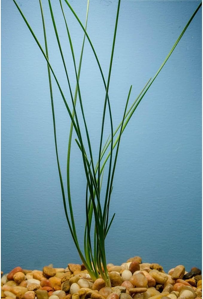 Water Onion Dwarf (Zephyranthes Candida) – Live Bare Root Aquatic Pond Plant – Hardy White Flowering Marginal – 1, 3 or 5 Pack – Grown in USA by CANTON AQUATICS (3)