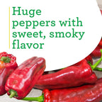 Bonnie Plants Giant Marconi Pepper, 19.3 oz., 4-Pack, Live Plants