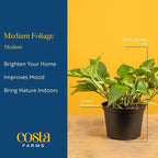 Costa Farms Live Indoor Plant Variety Pack in Plastic Pots, Easy to Maintain, Air Purifying Houseplants, Home, Room, or Office Decor, House Warming or Birthday Gift, 12-24 Inches Tall, Pack of 6