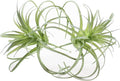 Small Artificial Air Plants Look Real Succulants Plant Faux Greenery Bromeliads for Garden Home Office Decoration (Green Flocking Air Plants)