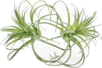 Small Artificial Air Plants Look Real Succulants Plant Faux Greenery Bromeliads for Garden Home Office Decoration (Green Flocking Air Plants)