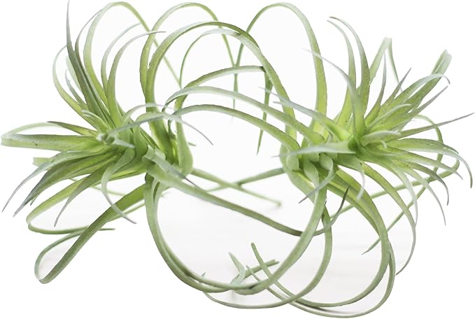 Small Artificial Air Plants Look Real Succulants Plant Faux Greenery Bromeliads for Garden Home Office Decoration (Green Flocking Air Plants)