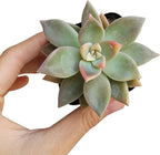 Variegated Ghost Plant Rare Succulent (2 inch) | Live Healthy Unique Fully Rooted Succulents for Home Office Decoration