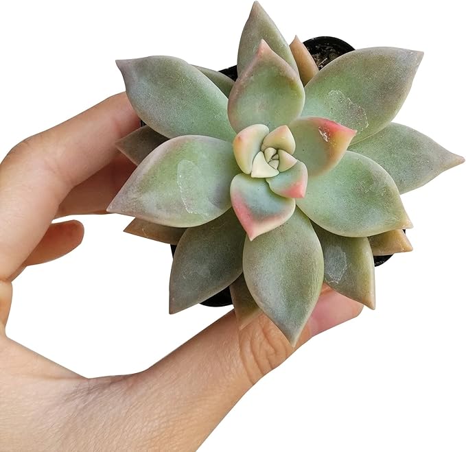 Variegated Ghost Plant Rare Succulent (2 inch) | Live Healthy Unique Fully Rooted Succulents for Home Office Decoration