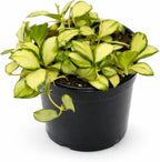 Hoya Heuschkeliana Variegata Live Plant – Hoya Variegated Fully Rooted Starter Plant – Rare Indoor Tropical Vines – Easy Care Houseplant for Beginners – Unique Gift for Collectors (Heat Pack Included)