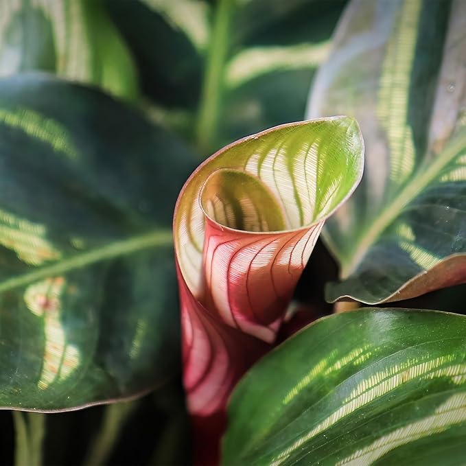 PERFECT PLANTS Peacock Calathea in a 6in. Growers Pot | Beautiful Indoor Prayer Plant Variety | Unique Easy Care Houseplant