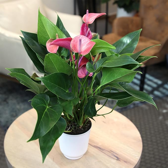 Blooming Purple Anthurium Live Plant Decor (Approx 8-11" Tall), Easy to Grow Flowering Houseplant in 4" White Pot by Plants for Pets