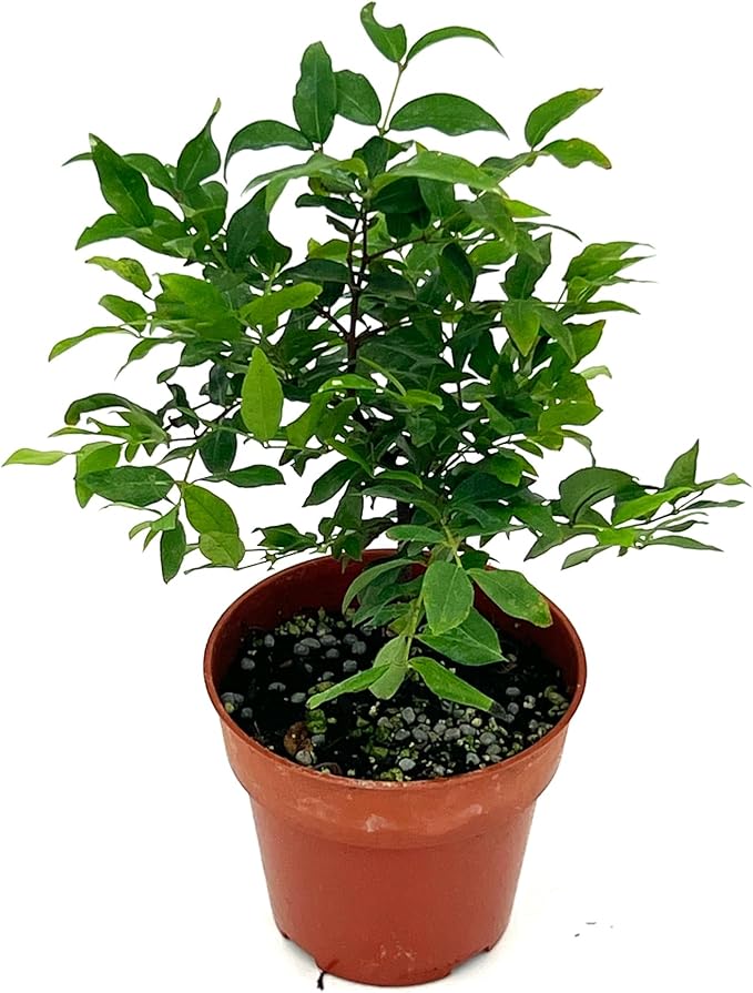 ragnaroc Live Fruit Trees – Plinia cauliflora Jaboticaba 9-12” Tall in 4” Pot - 1ct - Color When Flowering Red, Bonsai - Live Arrival Guaranteed - House Plants for Home Decor