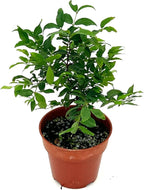 ragnaroc Live Fruit Trees – Plinia cauliflora Jaboticaba 9-12” Tall in 4” Pot - 1ct - Color When Flowering Red, Bonsai - Live Arrival Guaranteed - House Plants for Home Decor