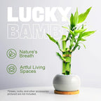 3 Stalks Lucky Bamboo Plants Indoor Live - Multi-Height Set (2x4 & 1x6) for Good Luck & Prosperity - Easy Care Houseplant, Home Office Decor Gift Ready