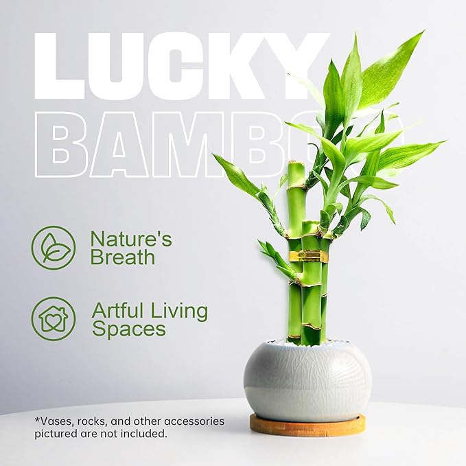 3 Stalks Lucky Bamboo Plants Indoor Live - Multi-Height Set (2x4 & 1x6) for Good Luck & Prosperity - Easy Care Houseplant, Home Office Decor Gift Ready
