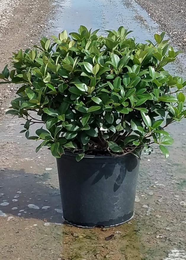 Snow White Indian Hawthorn (2.5 Gallon) White Blooming Evergreen Shrub - Full Sun Live Outdoor Plant