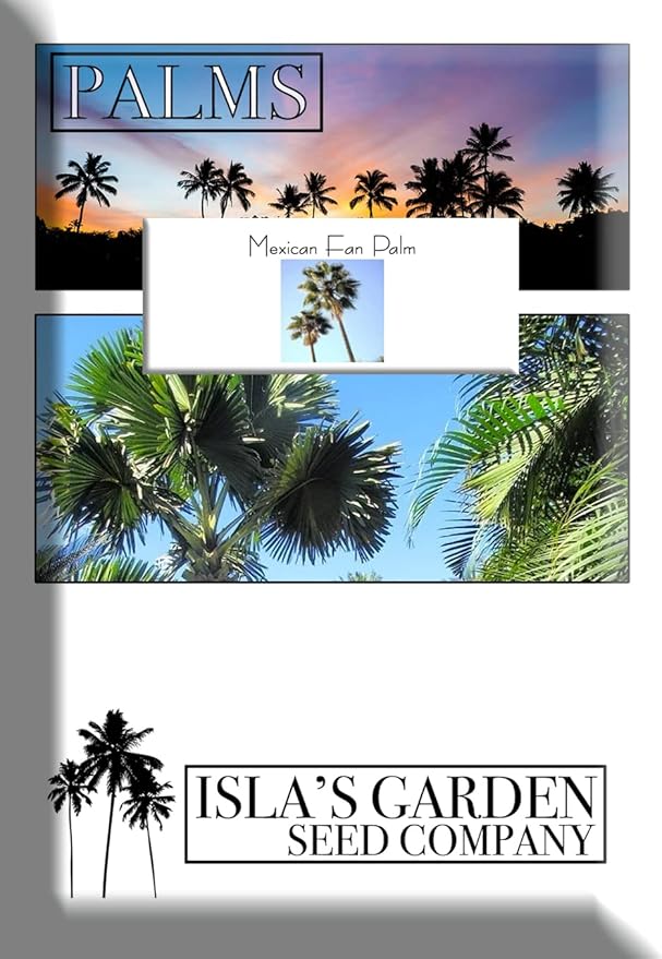 Mexican Fan Palm Tree Seeds, Washingtonia Robusta, Mexican Washingtonia, 15 Premium Quality Tree Seeds, Exotic Palm Tree, 60-80% Germination, (Isla's Garden Seeds)