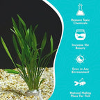 Chain Sword Narrow Leaf Plants Potted - Premium Live Aquatic Plants for Freshwater Aquariums - Easy to Care - Perfect for Fish Tanks and Aquascaping - Enhances Water Quality - 3 Plants