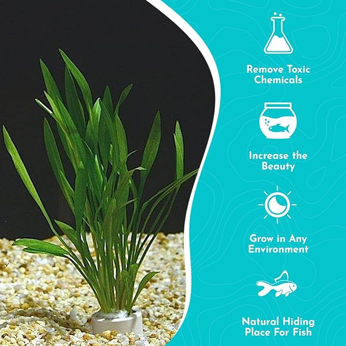 Chain Sword Narrow Leaf Plants Potted - Premium Live Aquatic Plants for Freshwater Aquariums - Easy to Care - Perfect for Fish Tanks and Aquascaping - Enhances Water Quality - 3 Plants