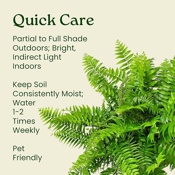 Macho Fern Plant - Live Sword Fern - Easy Care Plant - 14" to 18" Overall Height - 1 Gallon Planter - Tropical Plants of Florida