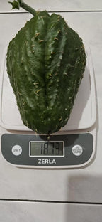 Rare Black/Dark Green Chayote – King Kong Early Variety – Sprouted & Ready to Grow – Live Chayote Squash (Pack of 2)