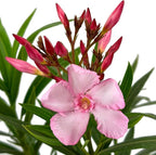 Hardy Pink Oleander – 3 gal - Pink Flowers on a Large Evergreen Shrub with a Tropical Appeal – Zones 8-10 - Nerium Oleander 'Hardy Pink' - 3 Gallon Pot