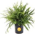 Costa Farms Kimberly Queen Fern Live Plant in Plastic Pot, Large Indoor & Outdoor Houseplant, Perfect for Home, Room, or Office Decor, Great House Warming or Birthday Gift, 2-3 Feet Tall