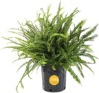 Costa Farms Kimberly Queen Fern Live Plant in Plastic Pot, Large Indoor & Outdoor Houseplant, Perfect for Home, Room, or Office Decor, Great House Warming or Birthday Gift, 2-3 Feet Tall
