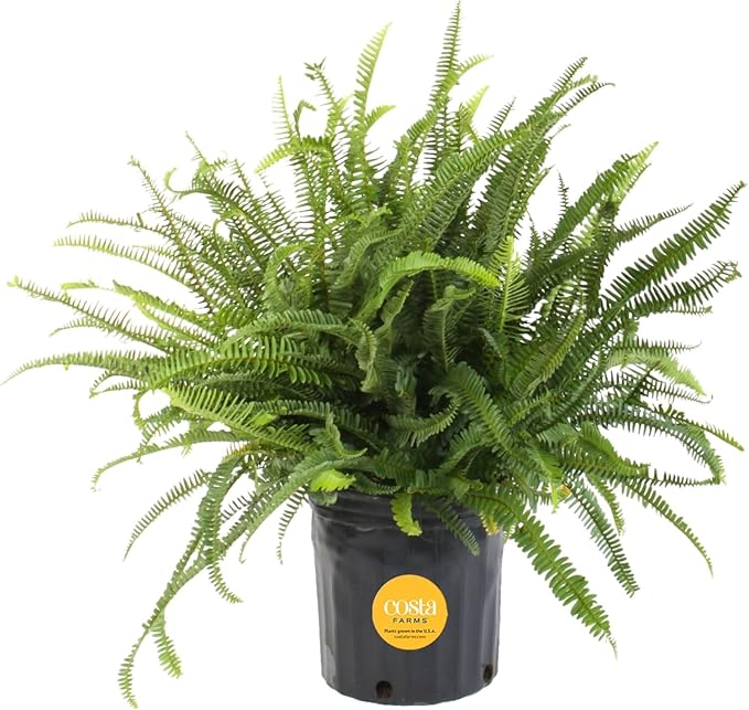 Costa Farms Kimberly Queen Fern Live Plant in Plastic Pot, Large Indoor & Outdoor Houseplant, Perfect for Home, Room, or Office Decor, Great House Warming or Birthday Gift, 2-3 Feet Tall