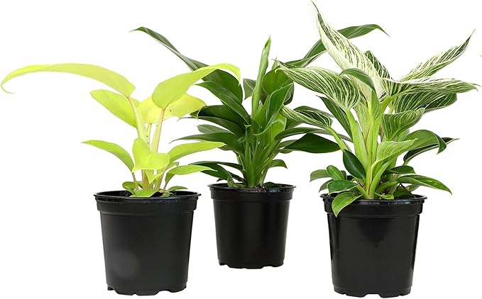 Live Philodendron Houseplants (3PK) Indoor Houseplant Philodendrons Mix Pack, Real Indoor Plants for Beginners, Rotating Assortment, Easy Plant Care