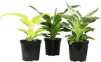 Live Philodendron Houseplants (3PK) Indoor Houseplant Philodendrons Mix Pack, Real Indoor Plants for Beginners, Rotating Assortment, Easy Plant Care