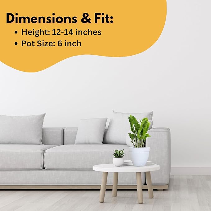 ZZ Plant Live 10–14 inches Tall in 6 inch Plant Pot, Easy Care Low Light Indoor House Plant for Home and Office Decor by United Nursery (White Decorative Pot, 6-inch Pot, ZZ Green)