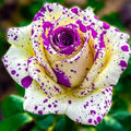 Rose Mixed Color Seeds 20pcs – Heirloom Perennial Roses – Ideal for Garden Borders & Pots