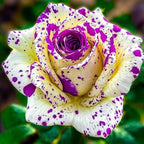 Rose Mixed Color Seeds 20pcs – Heirloom Perennial Roses – Ideal for Garden Borders & Pots